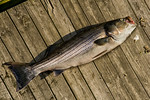 Striped Bass 38 lbs. ,Longwharf  Marina, Newport, R.I.